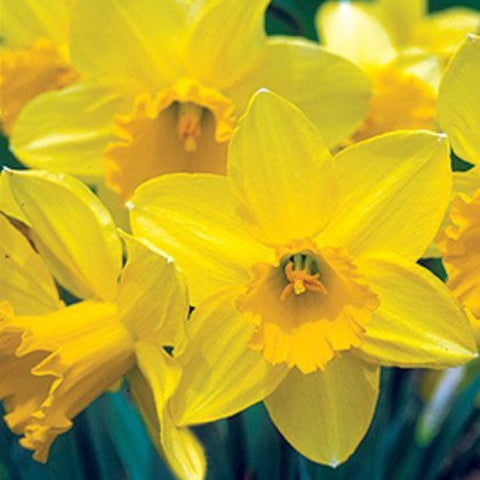 Daffodils in January: Winter's Beauty and Joy - Plantology USA