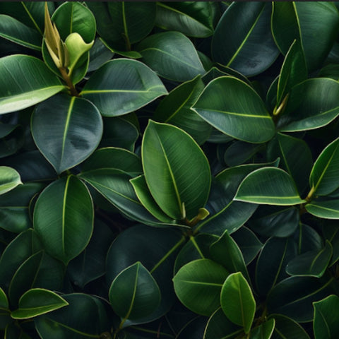Discover the Beauty and Benefits of the Rubber Plant - Plantology USA
