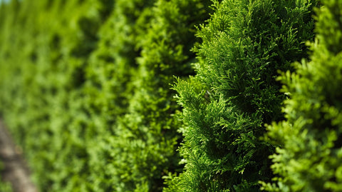 Fast-Growing Florida Hedges - Plantology USA