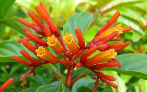 Florida Blooming Shrubs - Plantology USA