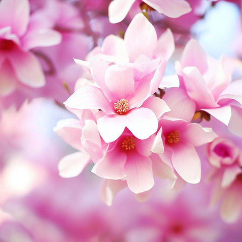 Flowering Trees - Plantology USA