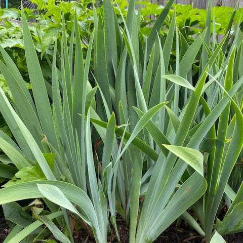 Iris Transplanting: Spring Guide for a Blooming Garden - Plantology USA