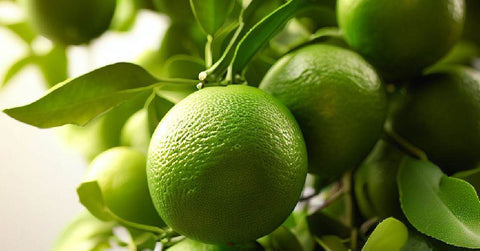 Key Lime Trees: Cultivation, Care, and Harvesting - Plantology USA