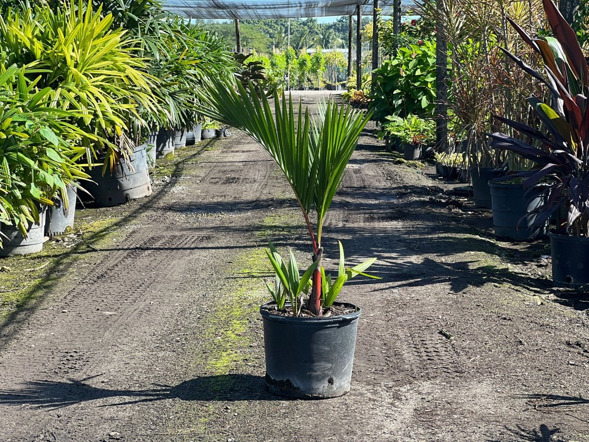 buy philodendron Buy White Wizard Philodendron Online