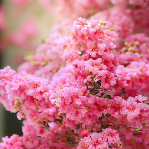 Myrtle Crape Tree - The Delicate Beauty of Nature - Plantology USA