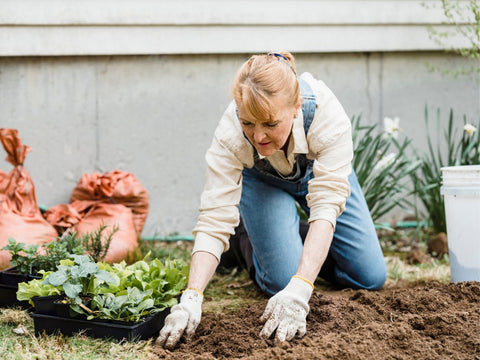 Plant Care Routines for Fall - Plantology USA