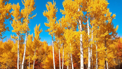 Planting Birch Trees for Stunning Autumn Yellows - Plantology USA