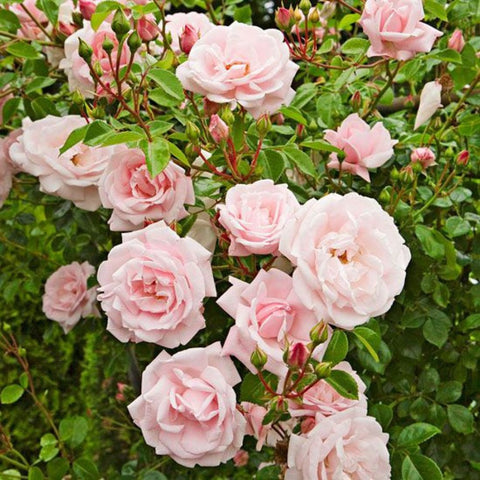 Spring Guide: Trimming Rose Bushes for Healthy Blooms - Plantology USA