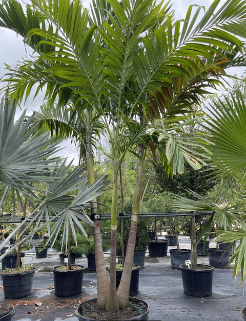 Triple Christmas Palm Tree - Plantology USA