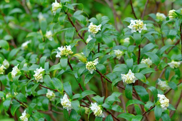 Plantology's Evergreen Shrubs Collection: Beauty For Your Garden ...