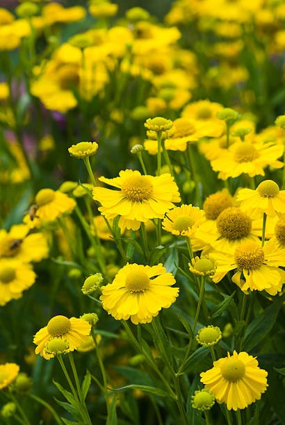 Perennials - PlantologyUSA