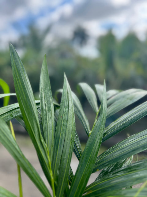 Kentia Palm (Howea forsteriana)
