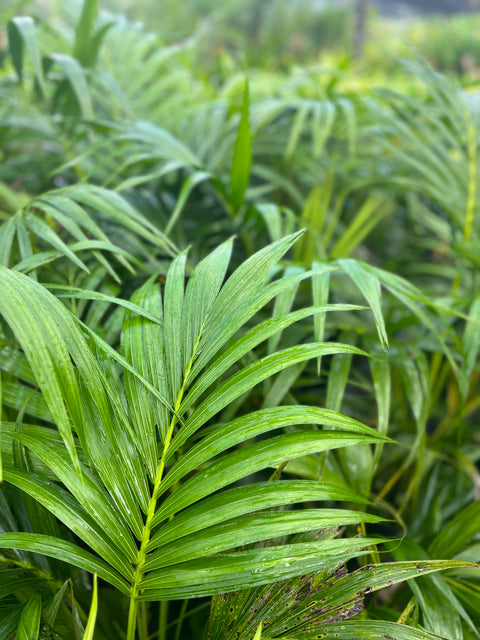 Kentia Palm (Howea forsteriana)