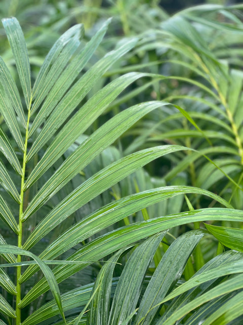 Kentia Palm (Howea forsteriana)