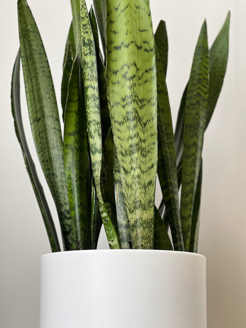 Snake Plant (Sansevieria Zeylanica)