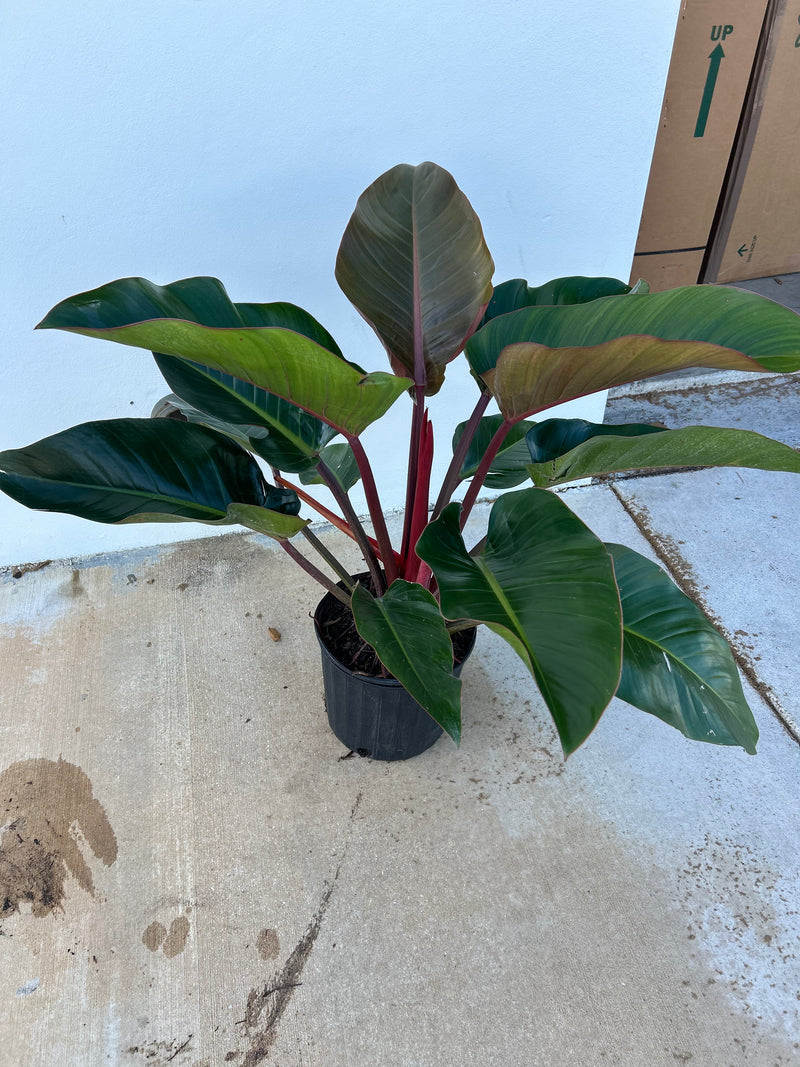 Growing Zone: 5-11