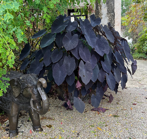 Colocasia Black Magic (Colocasia esculenta)