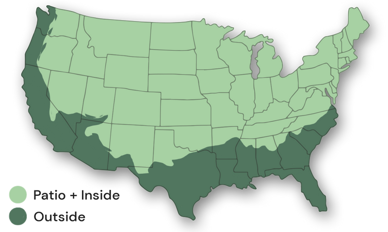 Growing Zone: 10-11