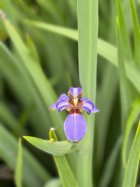 Neomarica Caerulea 'Regina Iris' Giant Apostle's Iris