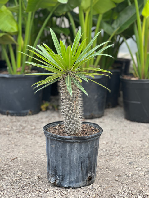 Madagascar Palm (Pachypodium Lamerei)