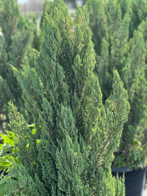 Blue Point Juniper (Juniperus chinensis)