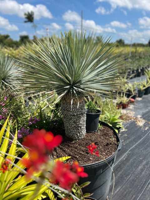 Yucca (Yucca rostrata)