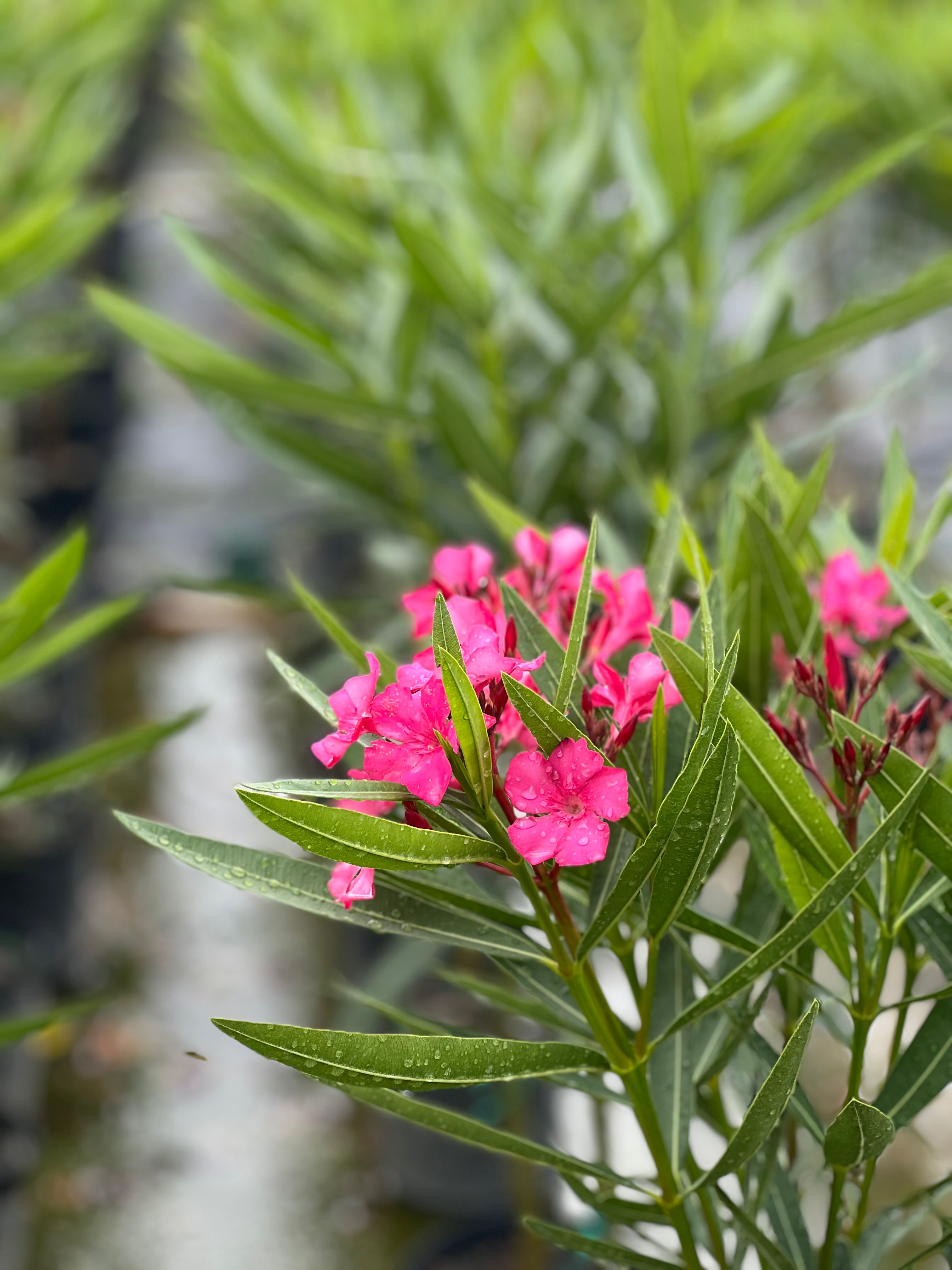 Oleander Calypso Pink hot Nerium Oleander 10” inch pot