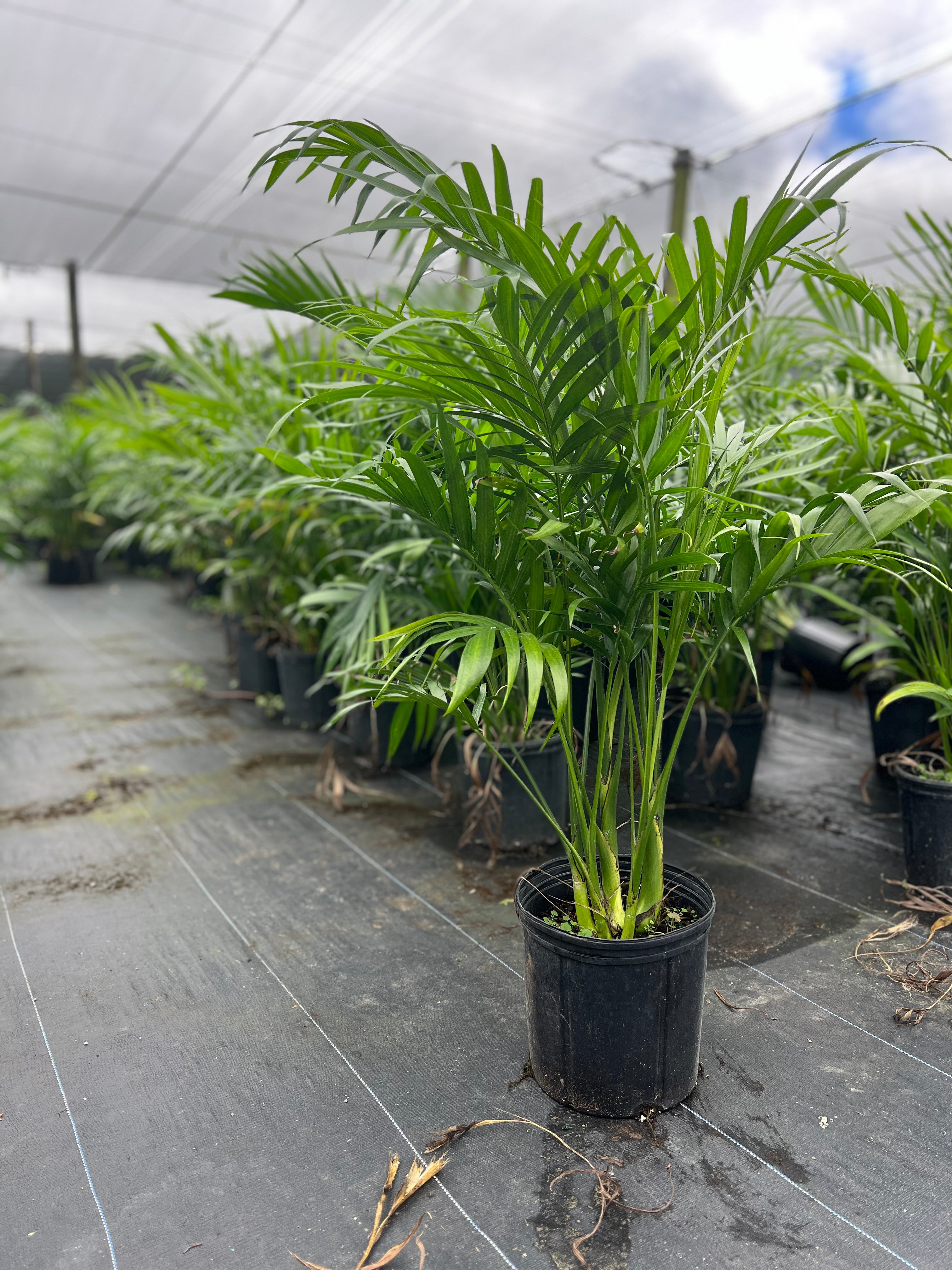 cat palm care watering Cat Palm (Chamaedorea cataractarum)