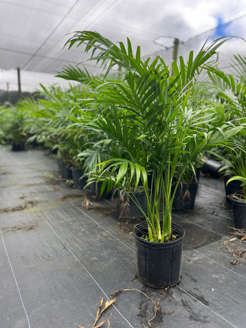 Cat Palm (Chamaedorea cataractarum)