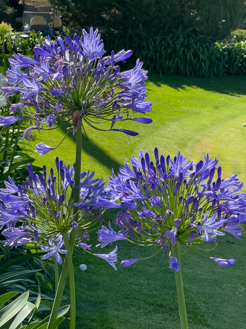 Agapanthus Lily Of The Nile, Blue (Agapanthus praecox subsp. orientalis)