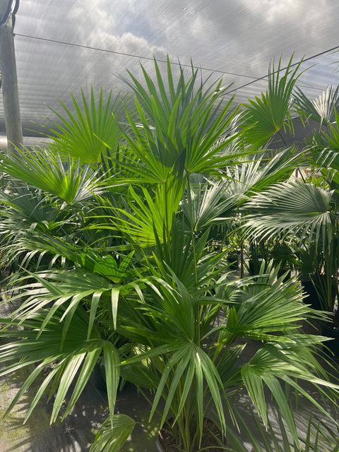 Chinese Fan Palm Single (Livistona Chinensis)