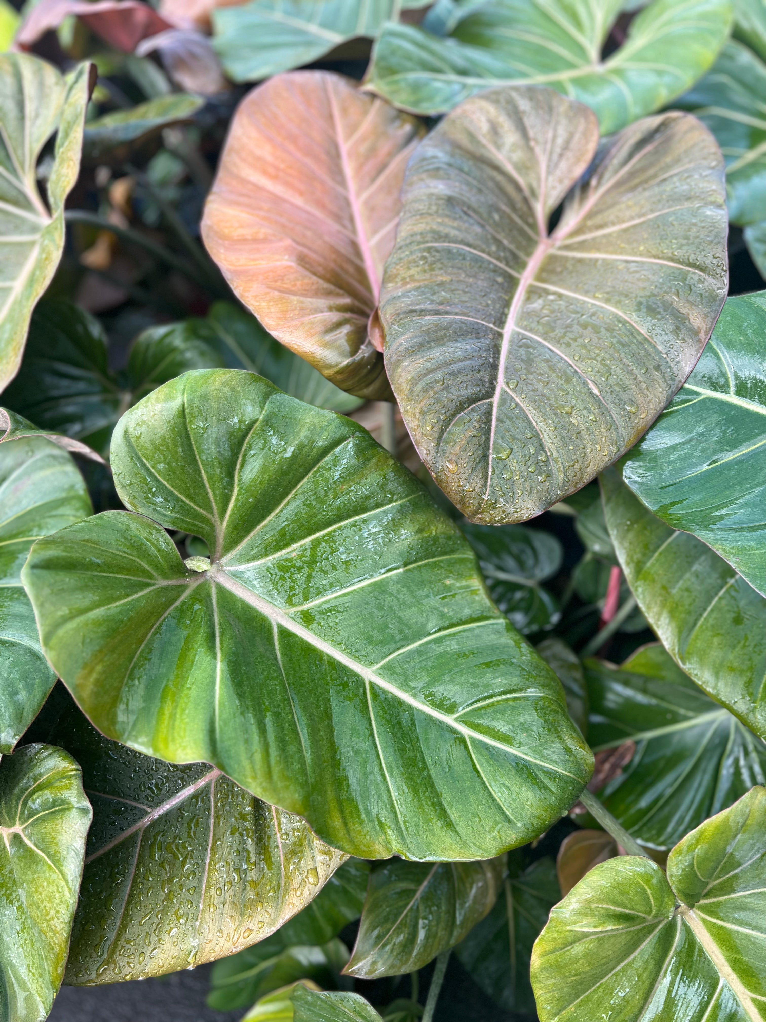 philodendron summer glory mature Philodendron (Summer Glory)