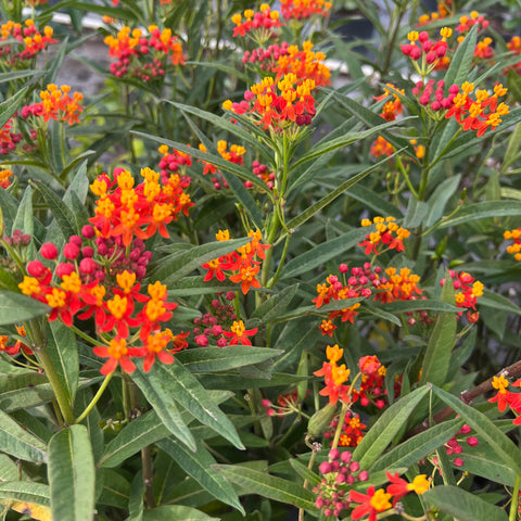 Milkweed Red (Asclepias Curassavica) from Plantology USA 07