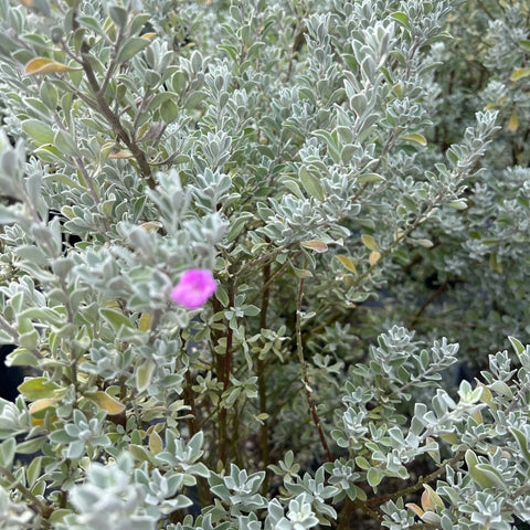 Texas Barometer Bush (Leucophyllum frutescens) from Plantology USA 02