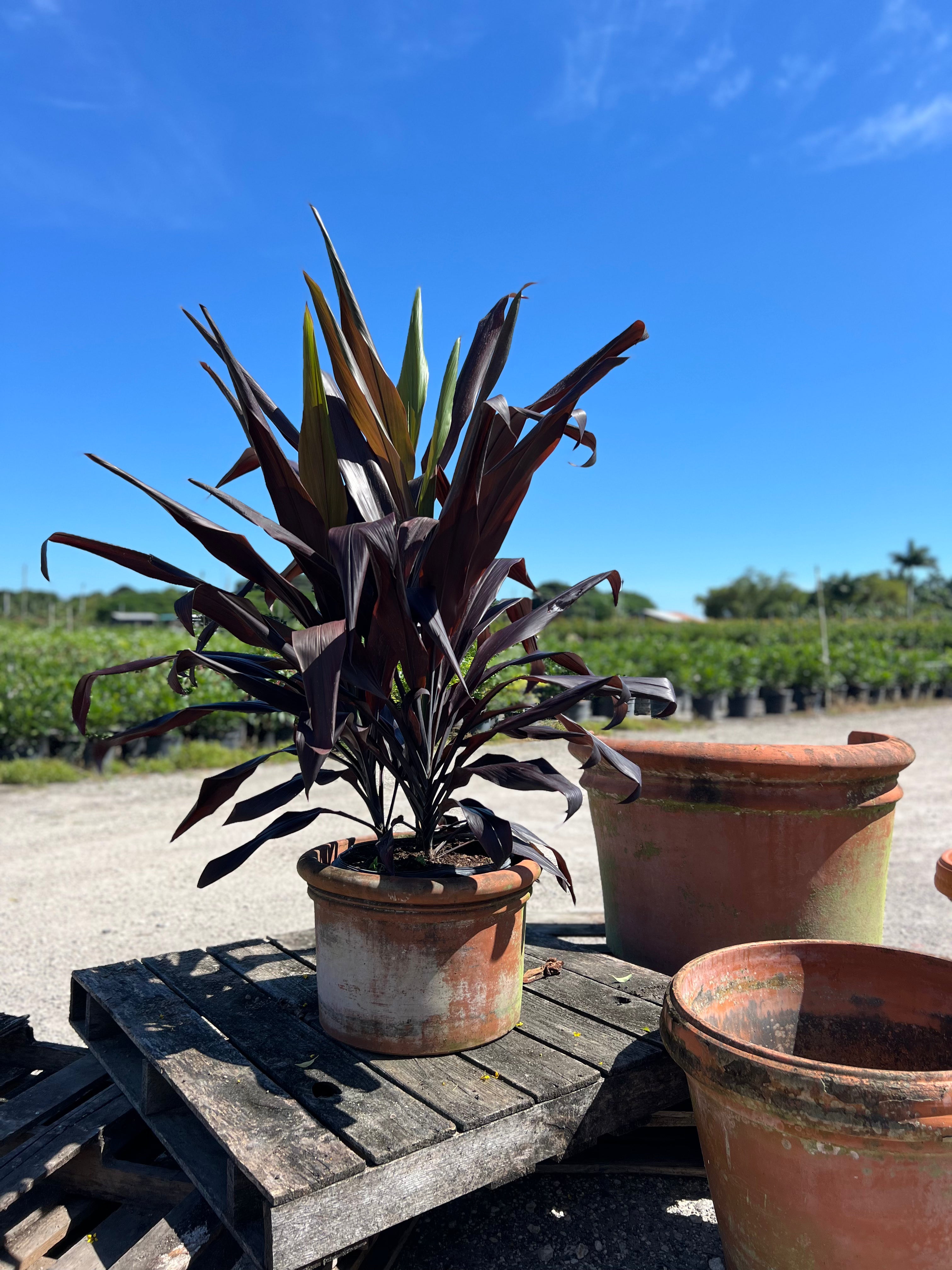 ti plant care indoor Ti Plant for Sale
