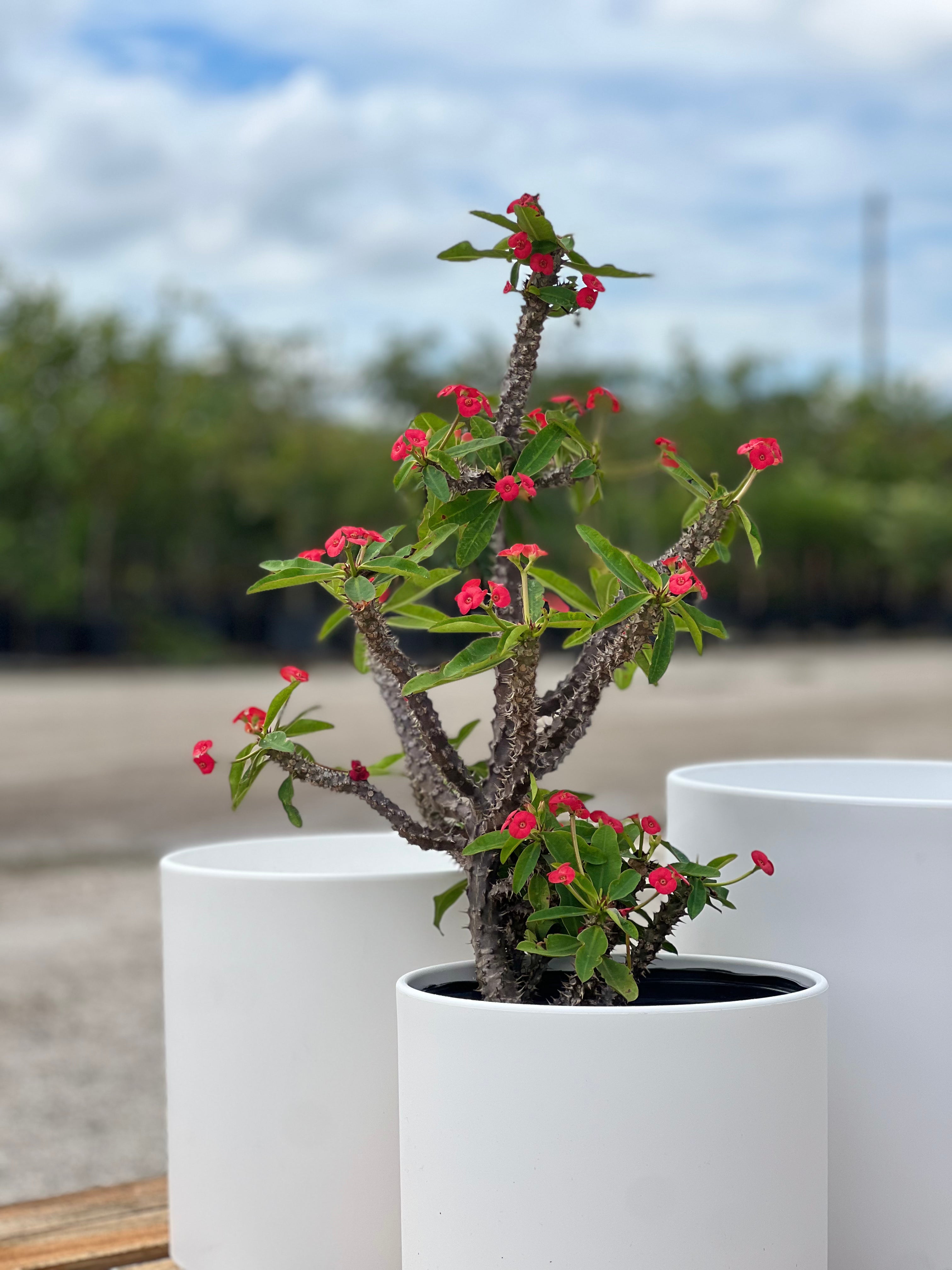 is crown of thorns a succulent Crown of Thorn (Euphorbia Milii 'Rosy')