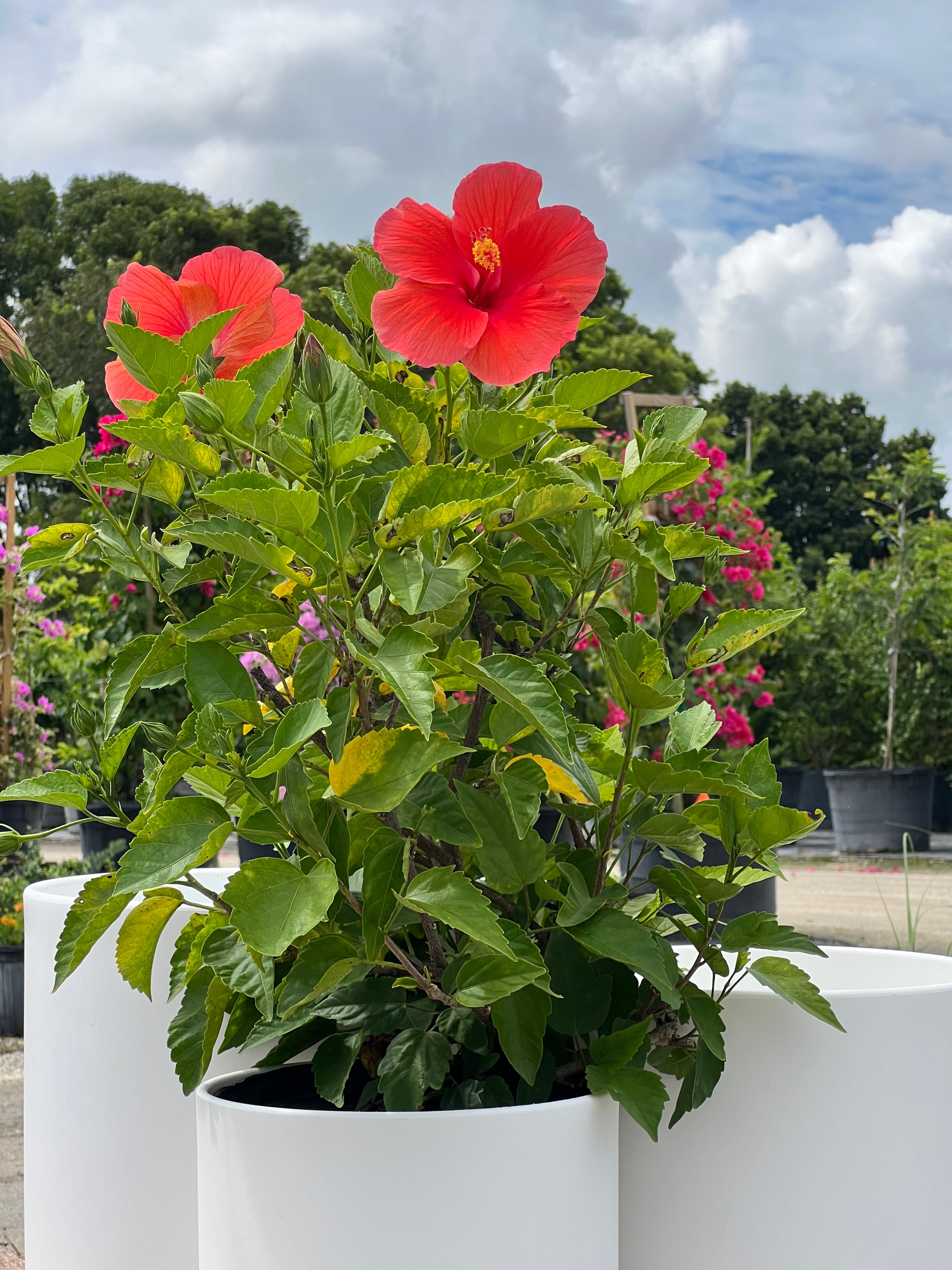 hibiscus plant potted Hibiscus Standard (Hibiscus rosa-sinensis)