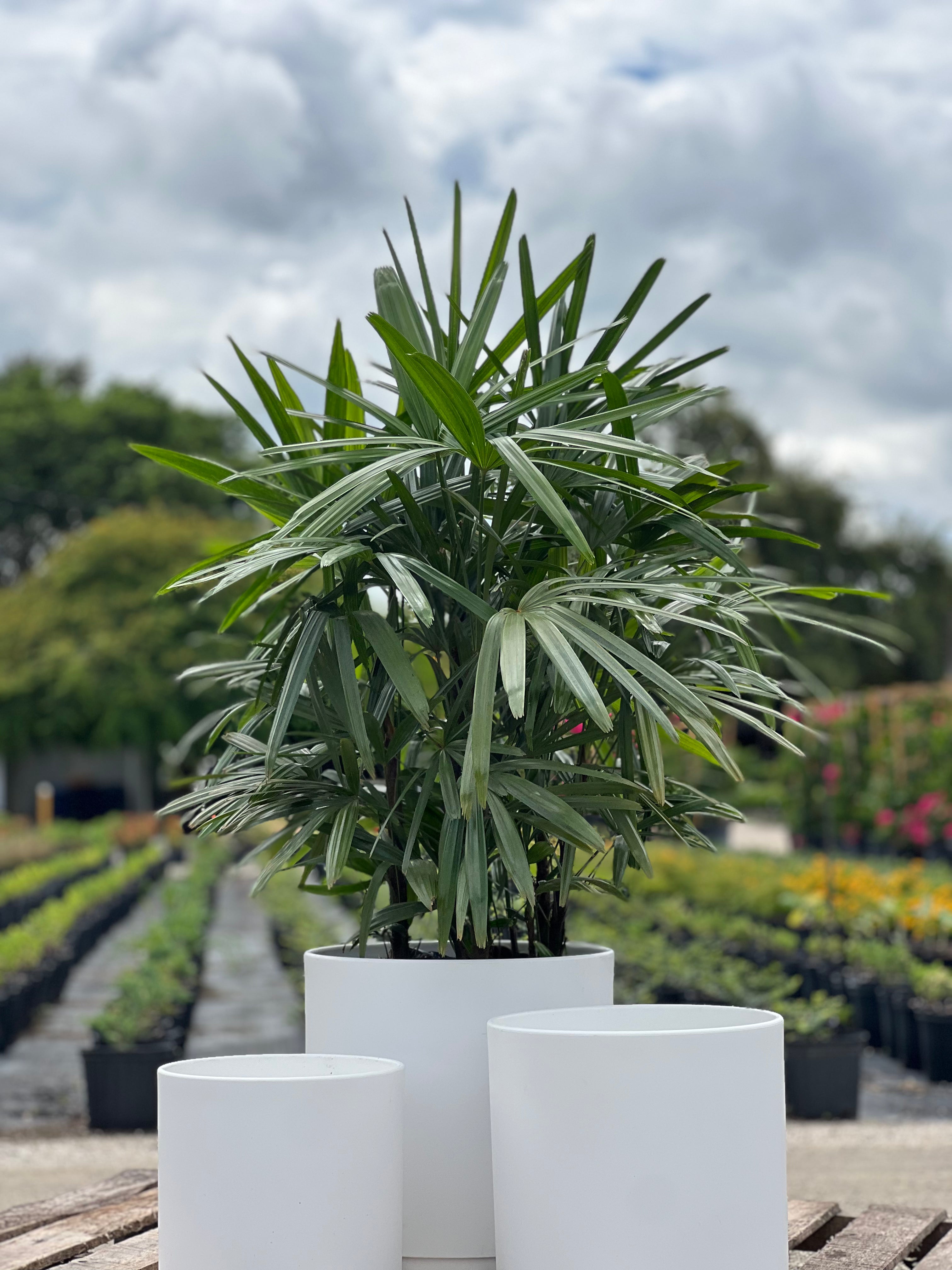 the lady palm plant Lady Palm for Sale