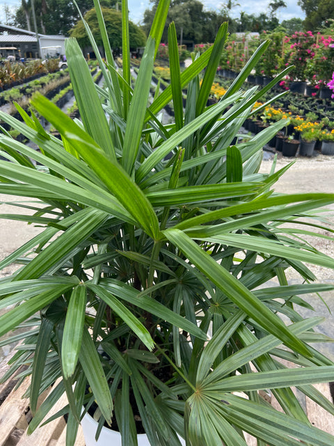 Lady Palm (Rhapis Excelsa)