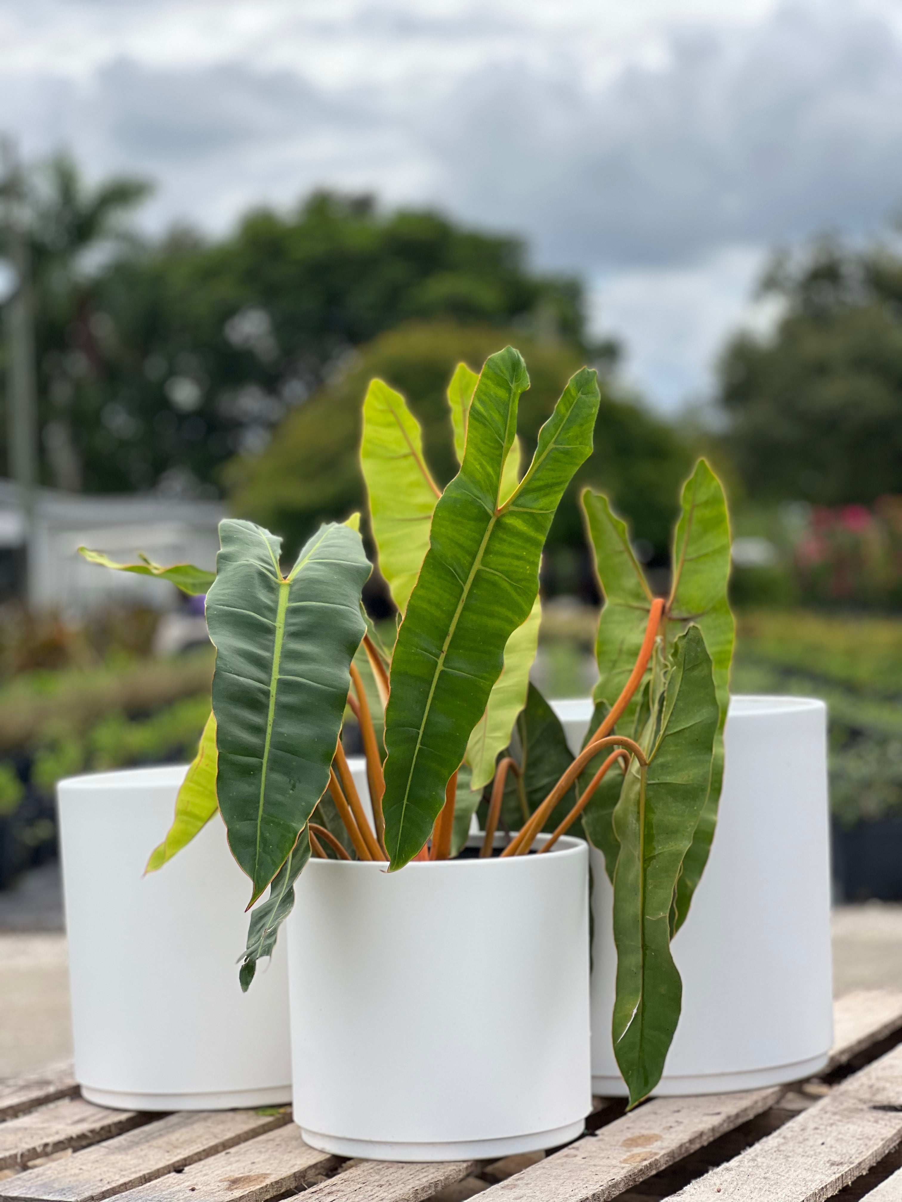 philodendron billietiae humidity Philodendron Billietiae