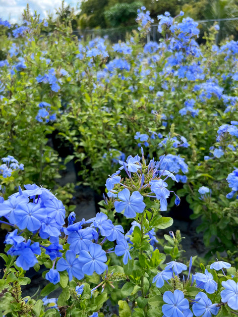 Plumbago Blue (Plumbago Auriculata 'Blue Escape') from Plantology USA 01