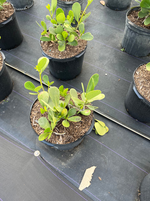 Clusia Dwarf Rosea Large Leaf Standard (Clusia rosea) from Plantology USA 04