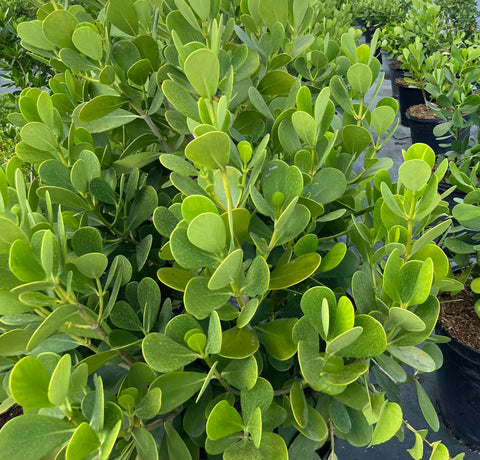 Clusia Dwarf Rosea Large Leaf Standard (Clusia rosea) from Plantology USA 02