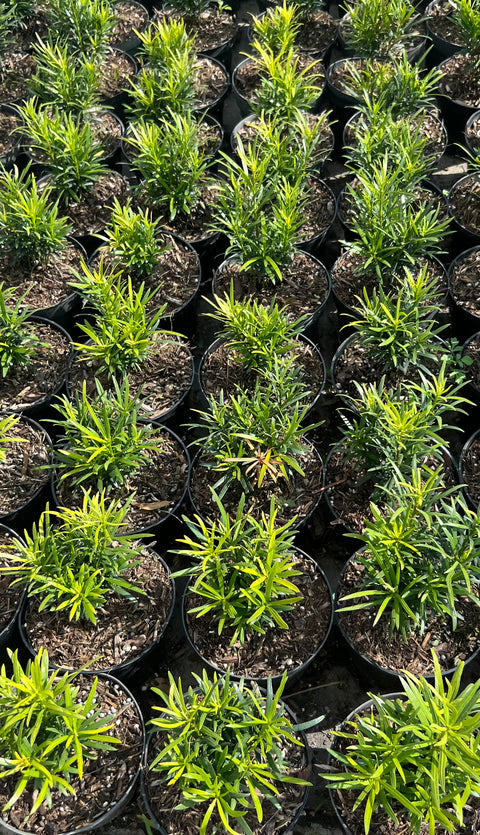 Podocarpus (Podocarpus macrophyllus) from Plantology USA 04