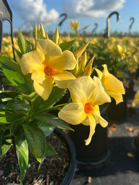 Allamanda Bush Yellow (Allamanda cathartica) from Plantology USA 03