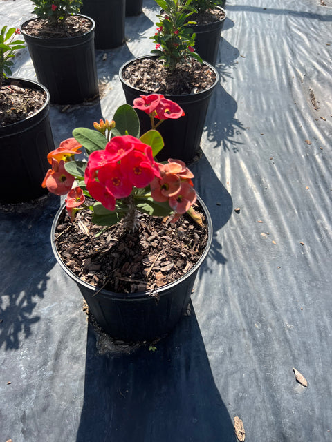 Crown Of Thorn Sonoma Red Korolla (Euphorbia milii) from Plantology USA 01