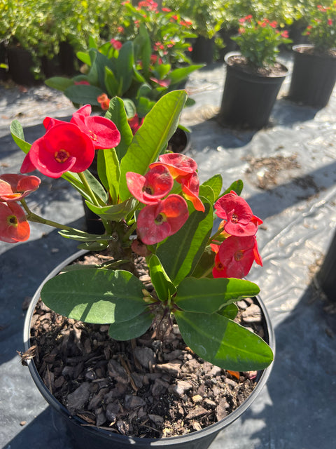 Crown Of Thorn Sonoma Red Korolla (Euphorbia milii) from Plantology USA 02