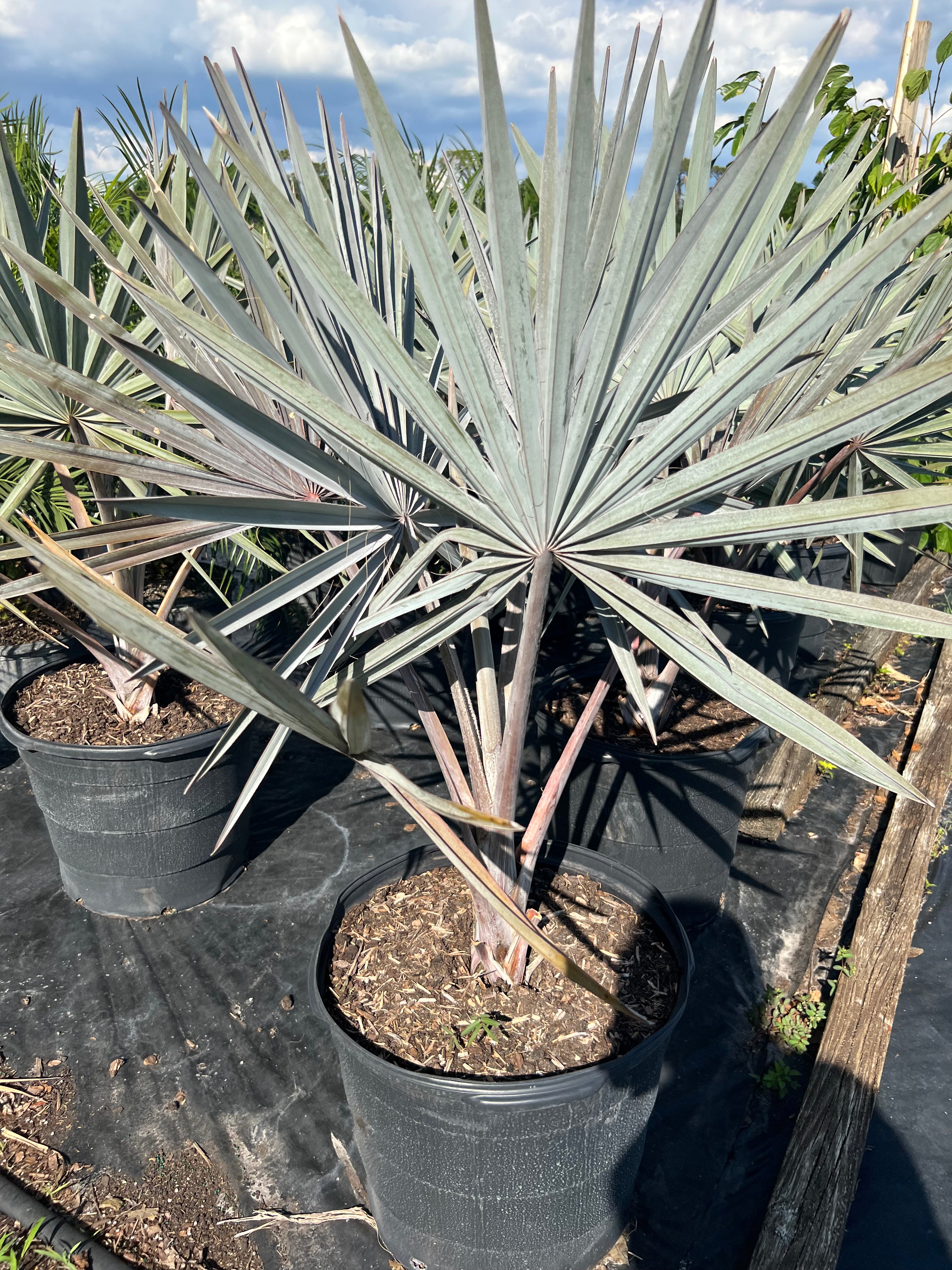 Bismarack Palm for Sale | PlantologyUSA.com – Plantology USA Bismarack Palm for Sale | PlantologyUSA.com – Plantology USA