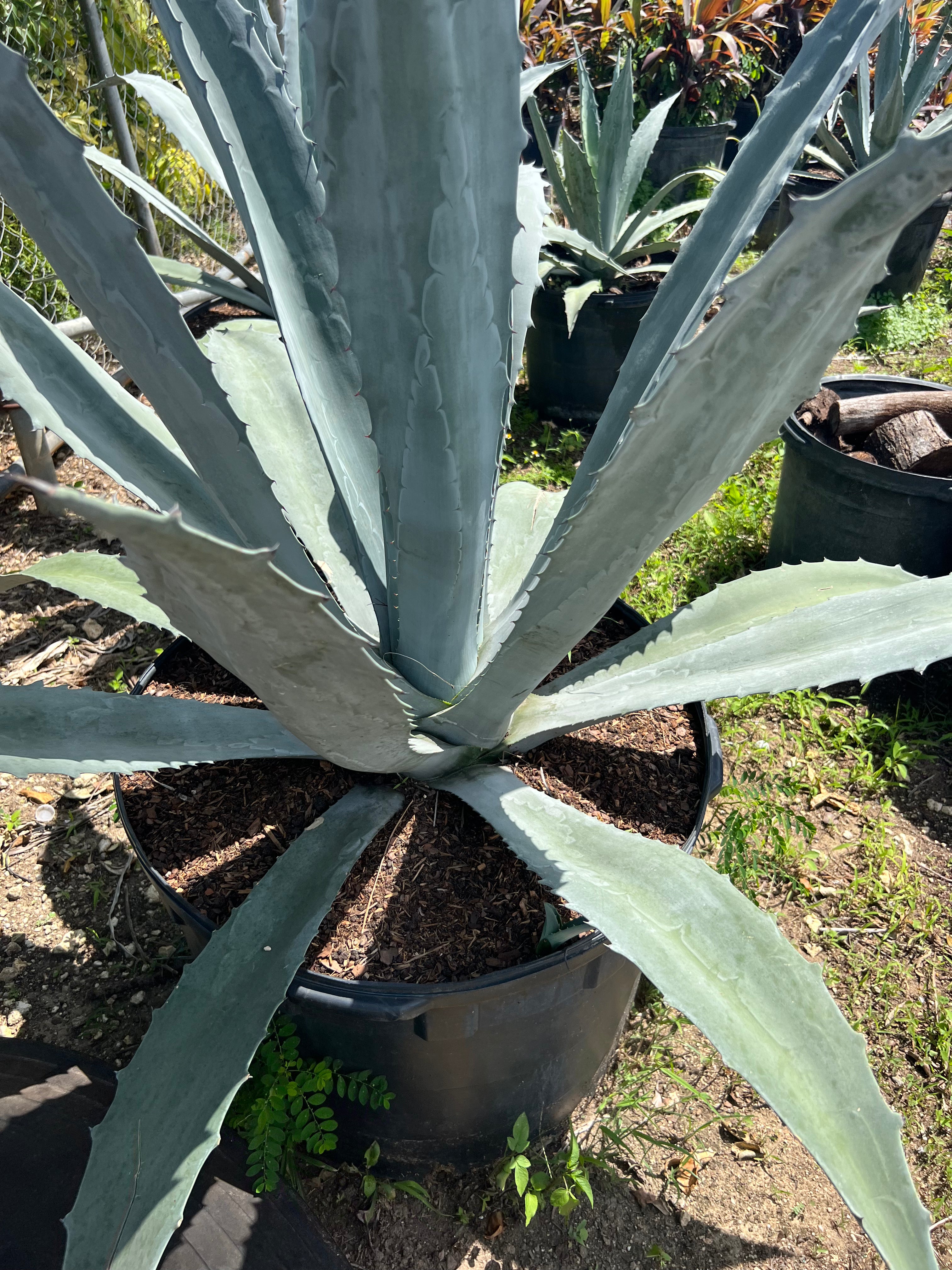 American Century Plant for Sale