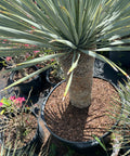 Yucca (Yucca rostrata) from Plantology USA 03